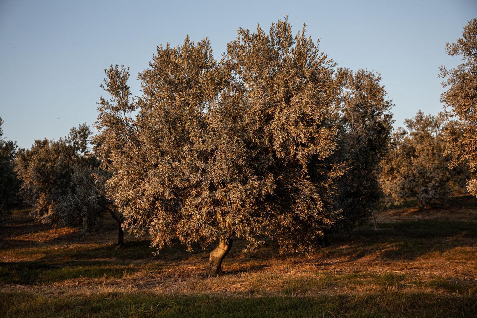 Agriturismo Podere L'Agave San Vincenzo Exterior foto