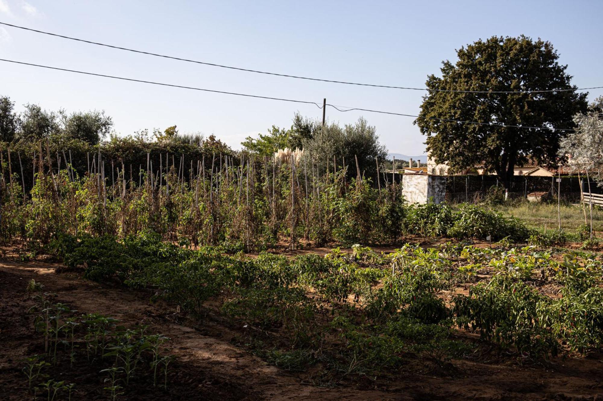 Agriturismo Podere L'Agave San Vincenzo Exterior foto