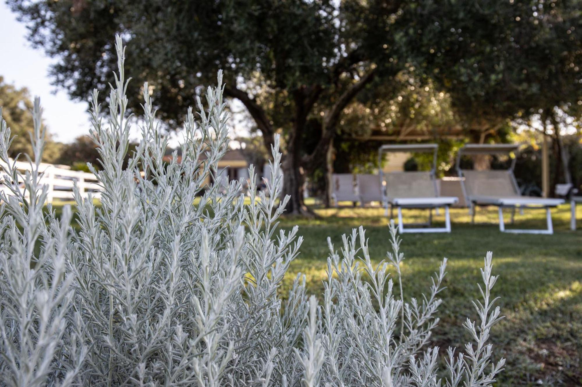 Agriturismo Podere L'Agave San Vincenzo Exterior foto
